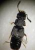 Anotylus sp.